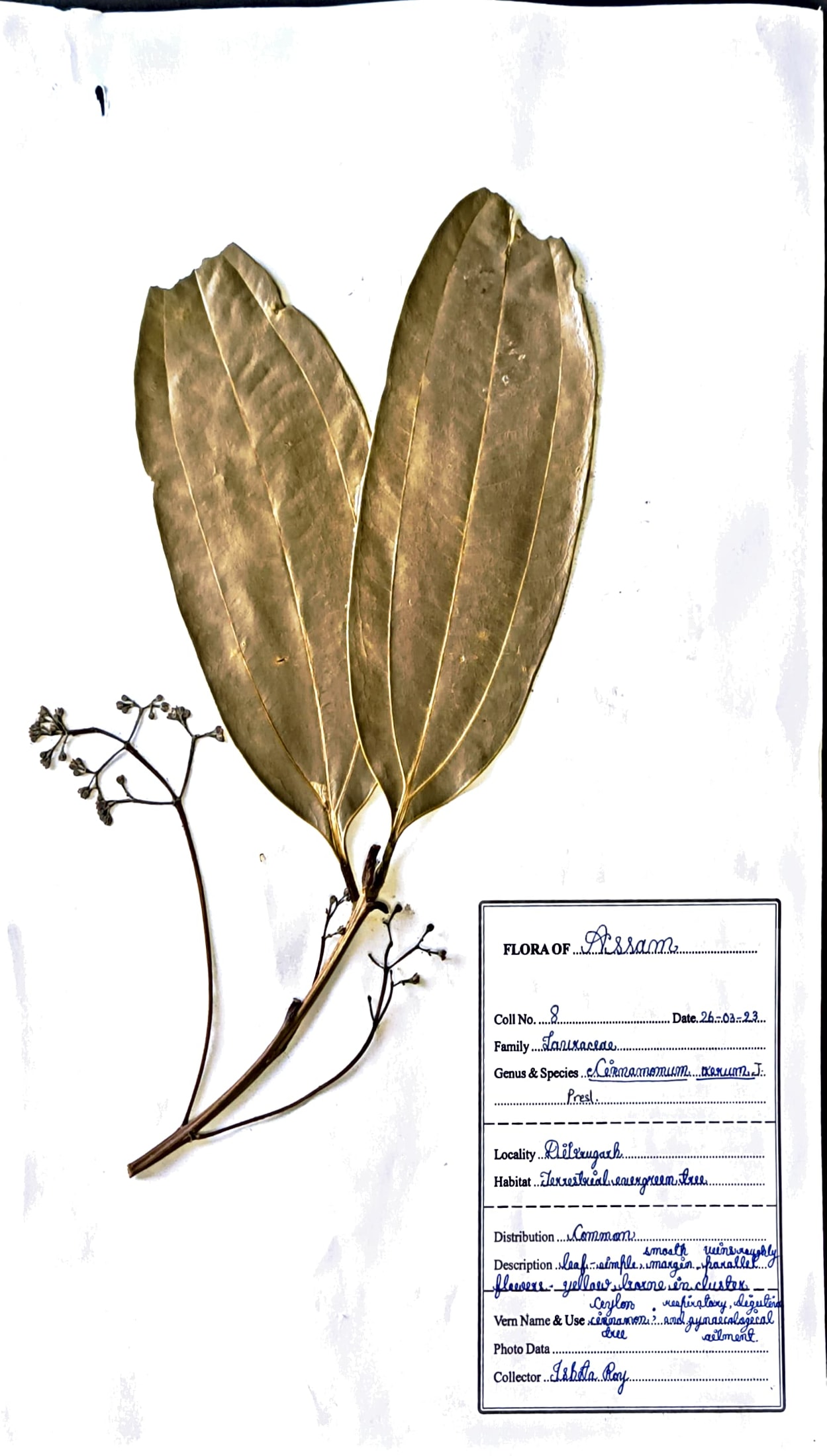 Dalseni (Ass.) (Herbarium)